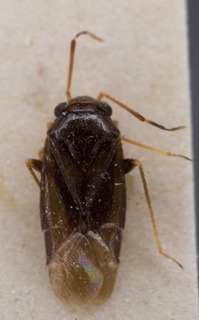 Sthenaropsis schachrudicus, AMNH PBI00229303