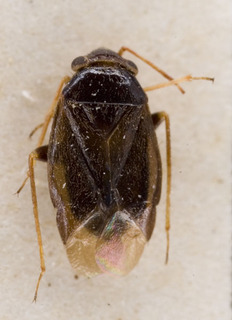 Sthenaropsis schachrudicus, AMNH PBI00229309