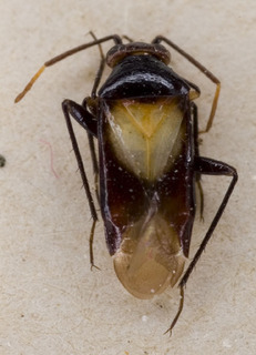 Auchenocrepis reuteri, AMNH PBI00229704