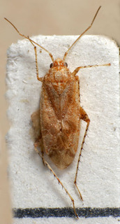 Compsidolon hierroensis, AMNH PBI00236556