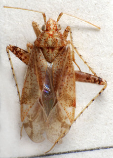 Compsidolon longiceps, AMNH PBI00236544