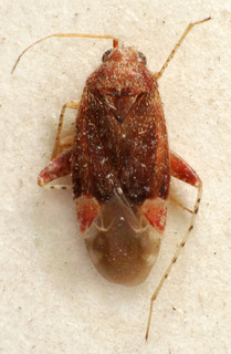 Compsidolon nebulosum, AMNH PBI00236337