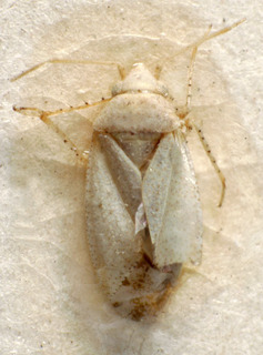 Compsidolon salviae, AMNH PBI00236853