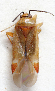 Lepidargyrus iranicus, AMNH PBI00235263