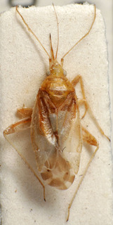 Macrotylus horvathi, AMNH PBI00234246
