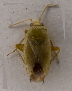 Maurodactylus acanthophylli, AMNH PBI00229558