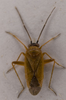 Maurodactylus fulvus, AMNH PBI00229554