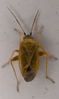 Maurodactylus fulvus, AMNH PBI00229555