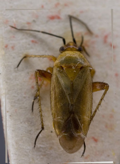 Maurodactylus kukuensis, AMNH PBI00229563