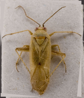 Maurodactylus nigrigenis, AMNH PBI00229565
