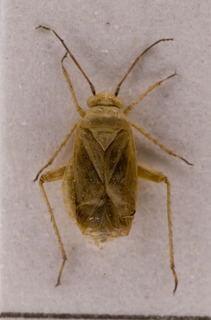 Maurodactylus nigrigenis, AMNH PBI00229589