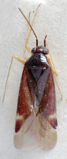 Orthonotus fuscicornis, AMNH PBI00234420