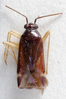 Orthonotus fuscicornis, AMNH PBI00234443