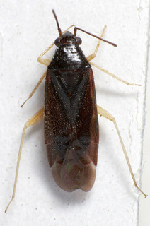 Phylus coryloides, AMNH PBI00235094