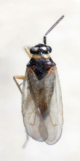 Tytthus koreanus, AMNH PBI00235055