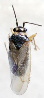 Tytthus koreanus, AMNH PBI00235170