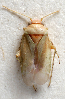 Anonychiella alhagicola, AMNH PBI00237767