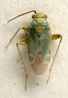 Anonychiella brevicornis, AMNH PBI00237895