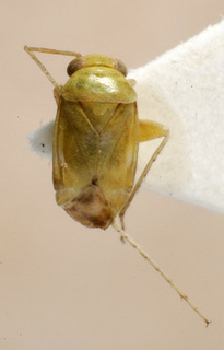 Anonychiella kermanensis, AMNH PBI00237623