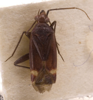 Lepidargyrus fasciatus, AMNH PBI00239792