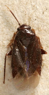 Phoenicocoris dissimilis, AMNH PBI00237480