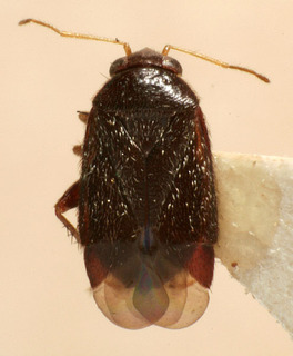 Phoenicocoris modestus, AMNH PBI00237368
