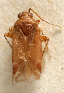 Phoenicocoris opacus, AMNH PBI00237466