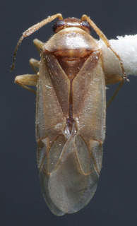 Plesiodema polhemi, AMNH PBI00237819