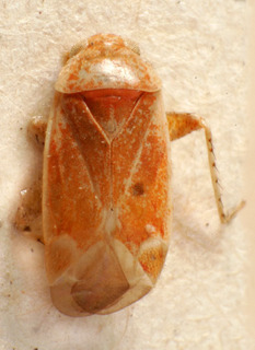 Psallus brachycerus, AMNH PBI00240075