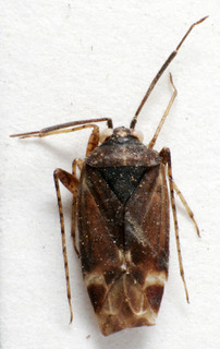 Psallus criocoroides, AMNH PBI00240111
