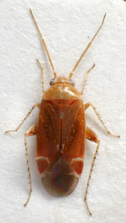 Psallus cruentatus, AMNH PBI00239655