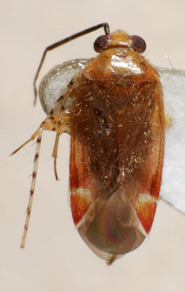 Psallus nigricornis, AMNH PBI00240106