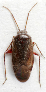Psallus pseudoquercus, AMNH PBI00239229