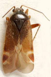 Psallus transcaucasicus, AMNH PBI00239212