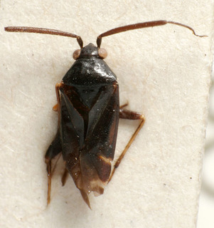 Criocoris nigripes, AMNH PBI00240959
