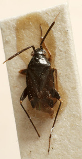 Criocoris nigripes, AMNH PBI00240961