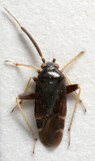 Criocoris piceicornis, AMNH PBI00240956