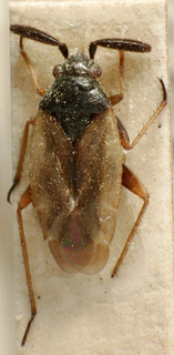 Dacota albipennis, AMNH PBI00241361