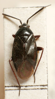 Dacota hesperia, AMNH PBI00241546