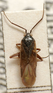 Dacota nigritarsis, AMNH PBI00241534