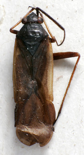 Dacota nigritarsis, AMNH PBI00241965