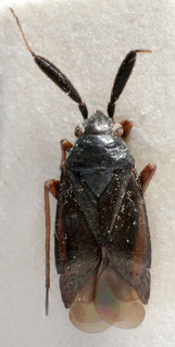 Dacota nigritarsis, AMNH PBI00241969