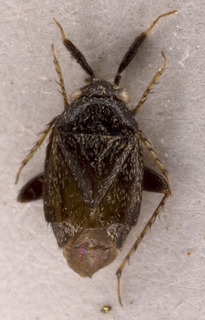 Heterocapillus genistae, AMNH PBI00240950
