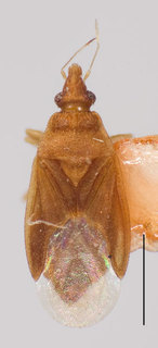 Joppeicus paradoxus, AMNH ENT00024188