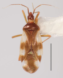 Lipokophila tengella, AMNH ENT00024152