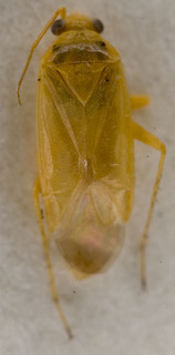 Paredrocoris pectoralis, AMNH PBI00248527