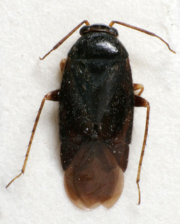 Phoenicocoris obscurellus, AMNH PBI00248990