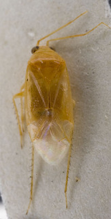 Psallodema intergerinum, AMNH PBI00248700
