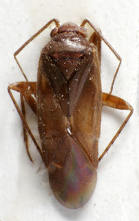 Psallus chrysopsilus, AMNH PBI00240244