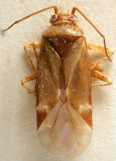 Psallus laricinus, AMNH PBI00240353